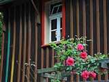 Fachwerkhaus mit Rosenstock in Schmilka Hirschmühle